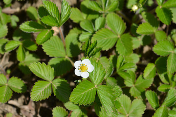 Image showing Wild strawberry flower