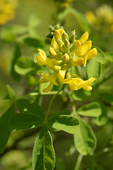 Image showing Dalmatian laburnum