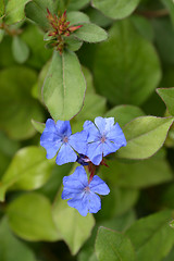 Image showing Blue Leadwort