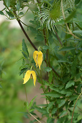 Image showing Golden Clematis