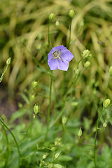 Image showing Carpathian Bellflower