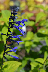 Image showing Anise-Scented Sage