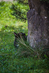 Image showing Cat on the prowl