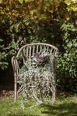 Image showing Perennial plants in the chair