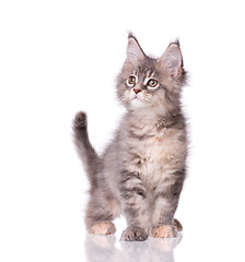 Image showing Maine Coon kitten on white