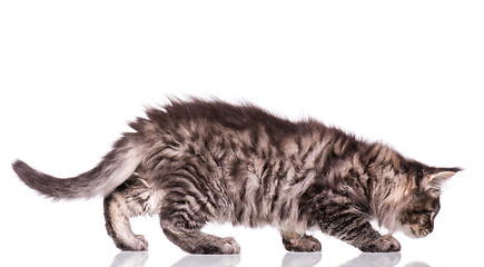 Image showing Maine Coon kitten on white