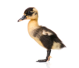 Image showing Cute newborn duckling