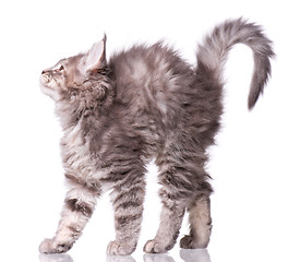 Image showing Maine Coon kitten on white