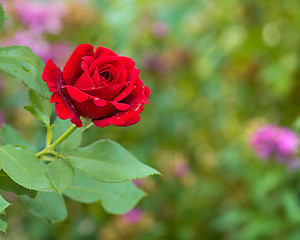 Image showing Beautiful red roses