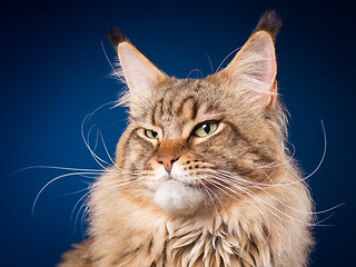 Image showing Portrait of Maine Coon cat