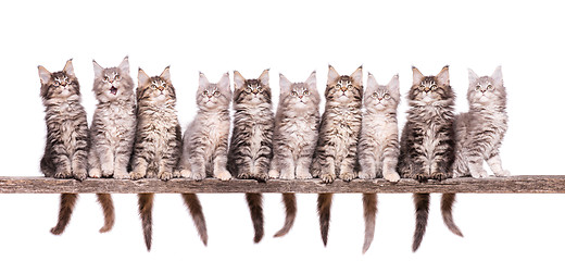 Image showing Maine Coon kitten on white