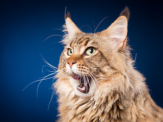 Image showing Portrait of Maine Coon cat