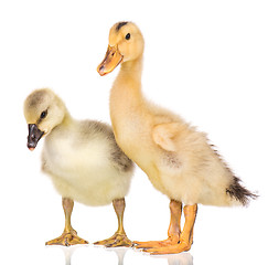 Image showing Cute newborn gosling and duckling