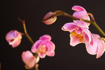 Image showing Moth Orchid (Phalaenopsis orchidaceae)