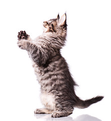 Image showing Maine Coon kitten on white