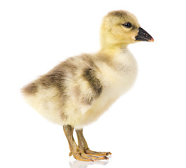 Image showing Cute newborn gosling