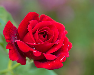 Image showing Beautiful red roses