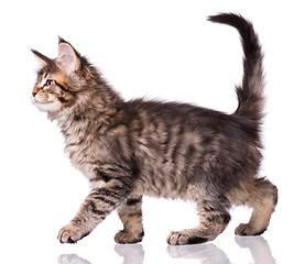 Image showing Maine Coon kitten on white