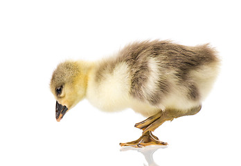 Image showing Cute newborn gosling