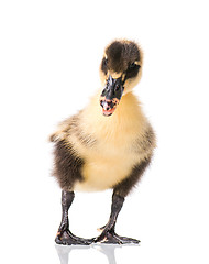 Image showing Cute newborn duckling