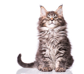 Image showing Maine Coon kitten on white