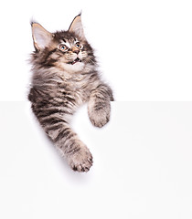 Image showing Maine Coon kitten with blank