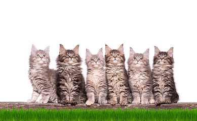 Image showing Maine Coon kitten in grass