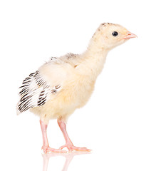 Image showing Little chicken turkey