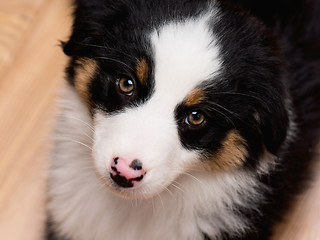 Image showing Australian shepherd puppy