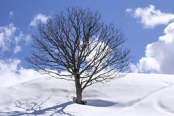 Image showing Freestanding tree on winter field and blue sky