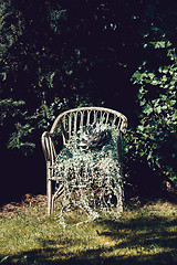 Image showing Perennial plants in the chair