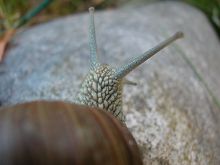 Image showing Snail