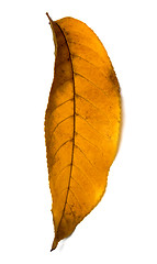 Image showing Yellow autumn walnut (Juglans regia) leaf