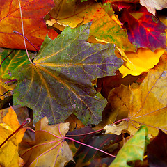 Image showing Autumn dry maple-leafs