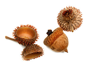Image showing Autumnal dry acorns from oak
