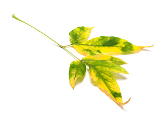 Image showing Autumn multicolor maple-leaf