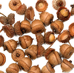 Image showing Autumn dried oak acorns