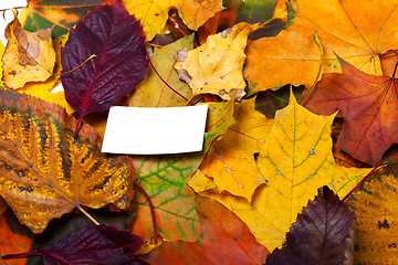 Image showing Autumn leafs with empty greeting card