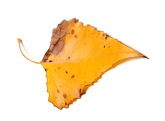 Image showing Autumn yellow leaf of poplar