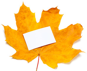 Image showing Autumn yellow maple-leaf with white empty price card