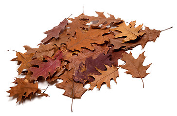 Image showing Heap of autumn dried leafs of oak