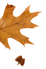 Image showing Part of autumn dry leaf of oak and acorn