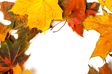 Image showing Autumn multicolor dried maple leaves