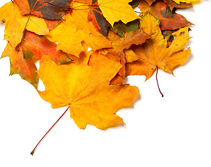 Image showing Autumnal maple leaves