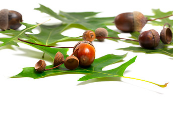 Image showing Acorns and green leafs of oak 