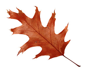 Image showing Autumn dried leaf of oak