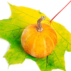 Image showing Decorative pumpkin on maple-leaf on white background