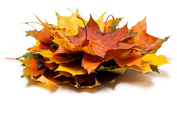 Image showing Heap of autumn maple leaves