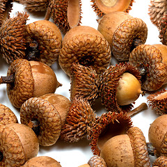 Image showing Autumn acorns from oak on white 