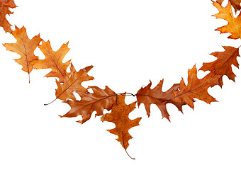 Image showing Frame of autumn dried oak leaves with copy space